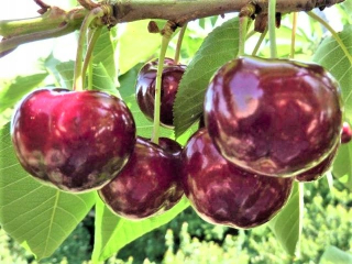 Čerešne a čerešne, sadenice s holým koreňom, 90-110 cm